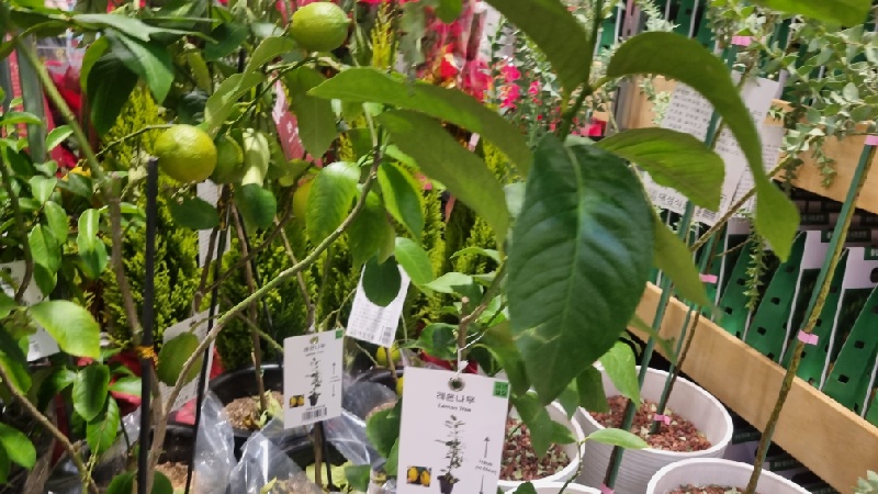 레몬씨앗-심는법