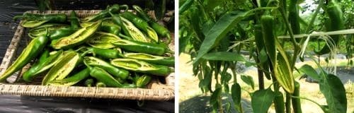 고추재배-고추-열과현상-열과증상-방지법