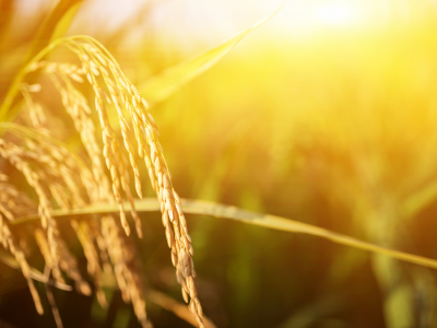 농지연금 가입조건 수령액 계산 총정리