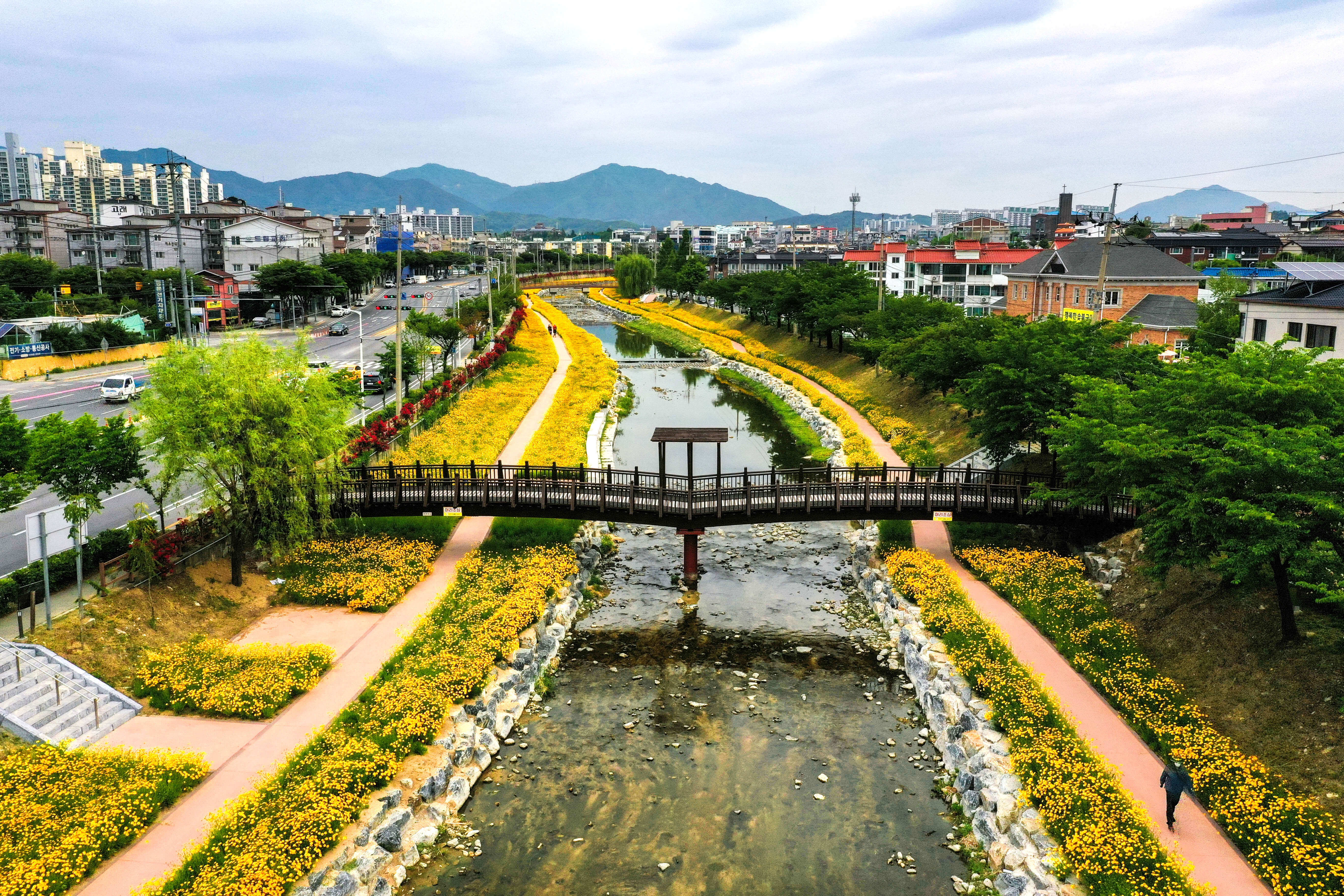 제천 하소천 금계국