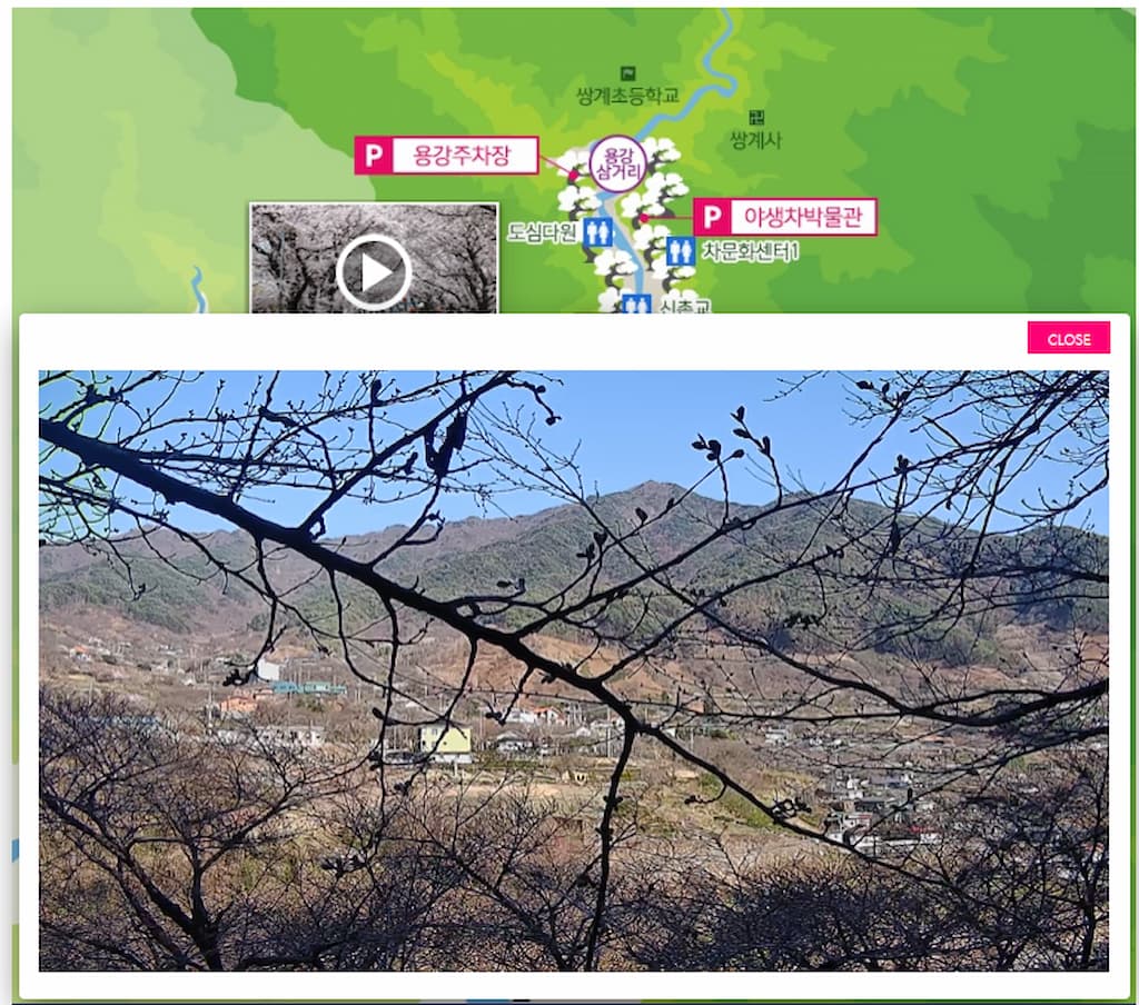 하동 십리벚꽃길 실시간 벚꽃 화면