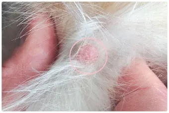 강아지 몸에 혹 악성종양 구분 세포검사 후기 사례집_14