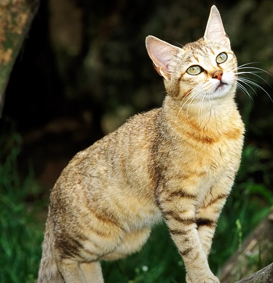 아프리카 들고양이