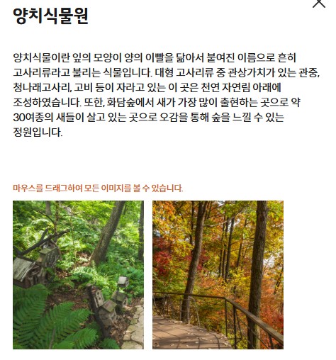 수선화 축제