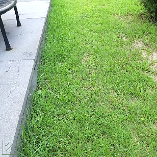 잔디가 많이 자란 이미지 입니다.