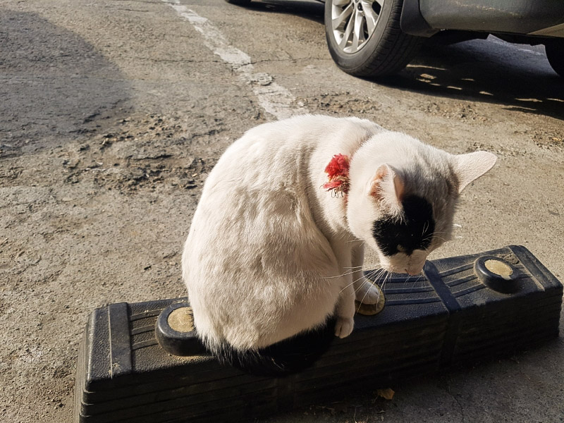 고향손칼국수 주차장 고양이