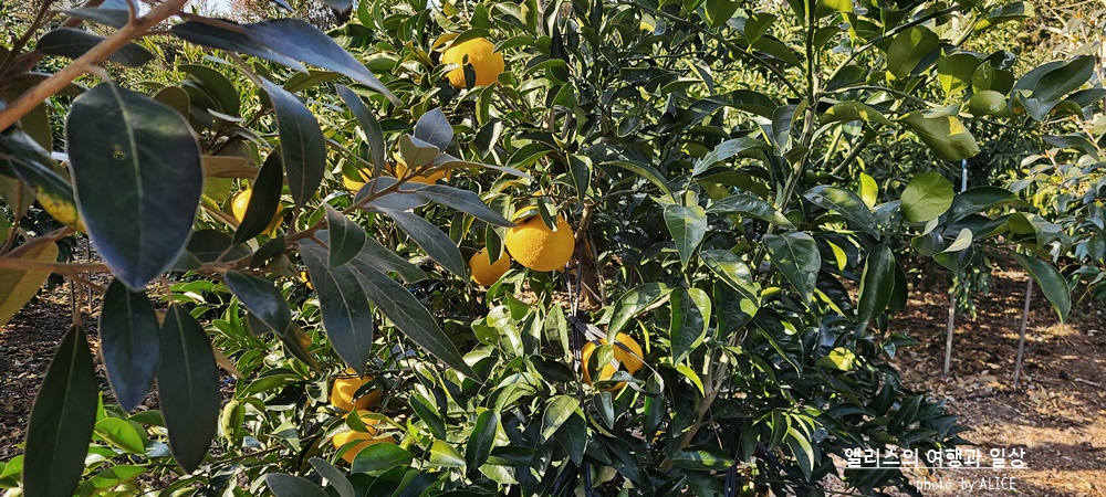 제주 노블피아호텔 주변 서귀포 가볼만한곳 BEST 10 