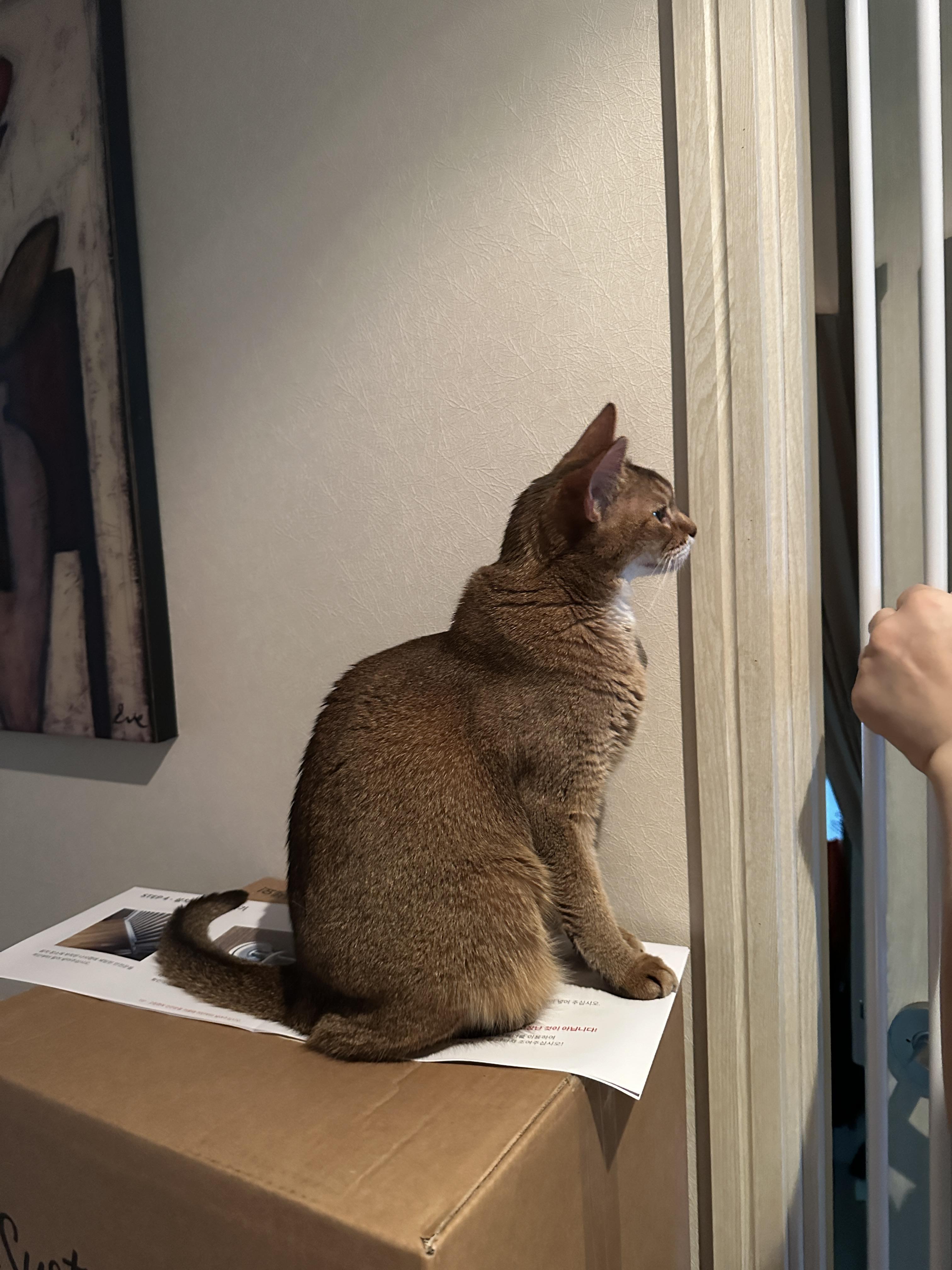 아비시니안_루디