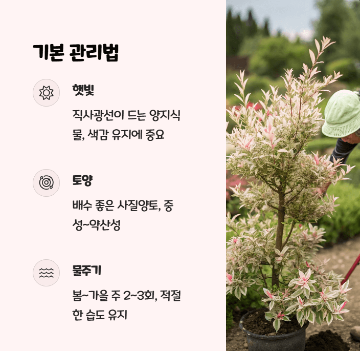삼색 버드나무 키우기