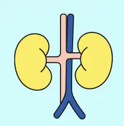 만성신부전증-신장-이미지