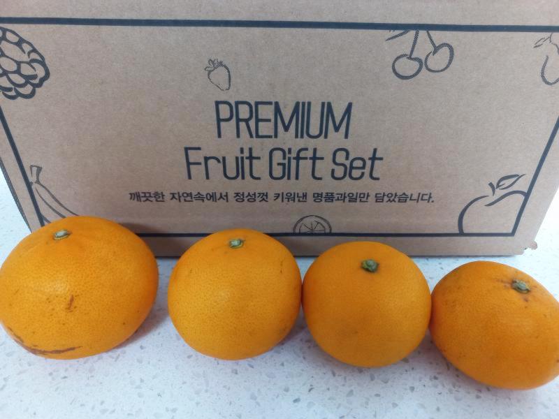 못난이 천혜향 크기 비교