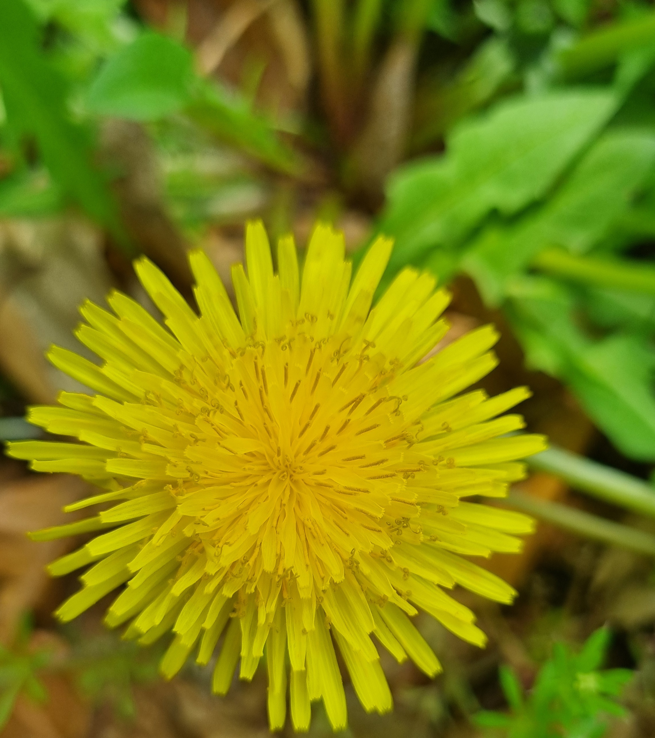 밝은 노란색 민들레꽃 근접 이미지