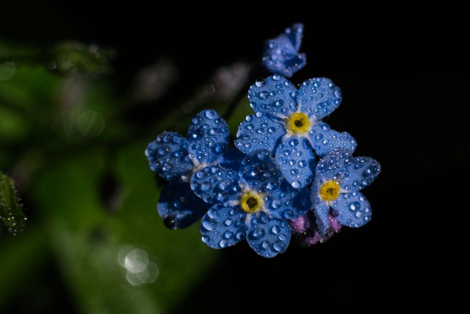 Beautiful blue forget-me-not flowers covered in dewdrops against a dark background.