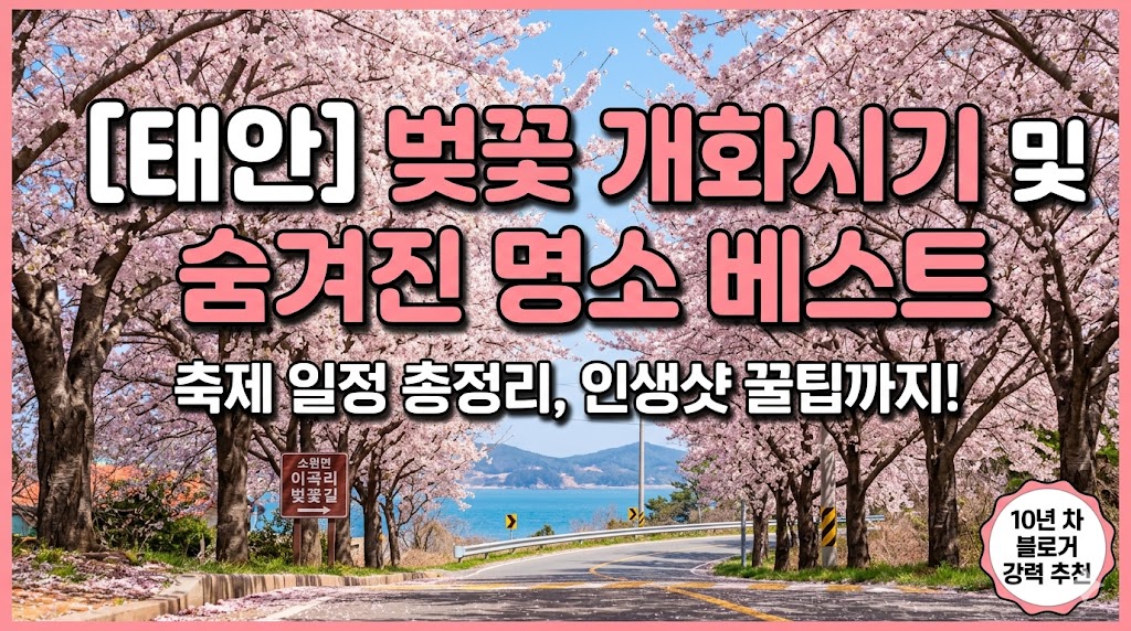 태안 벚꽃 명소