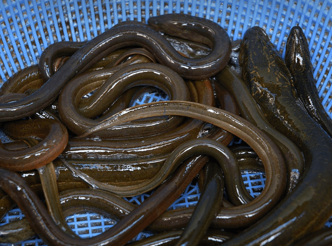 장어 보는 꿈해몽