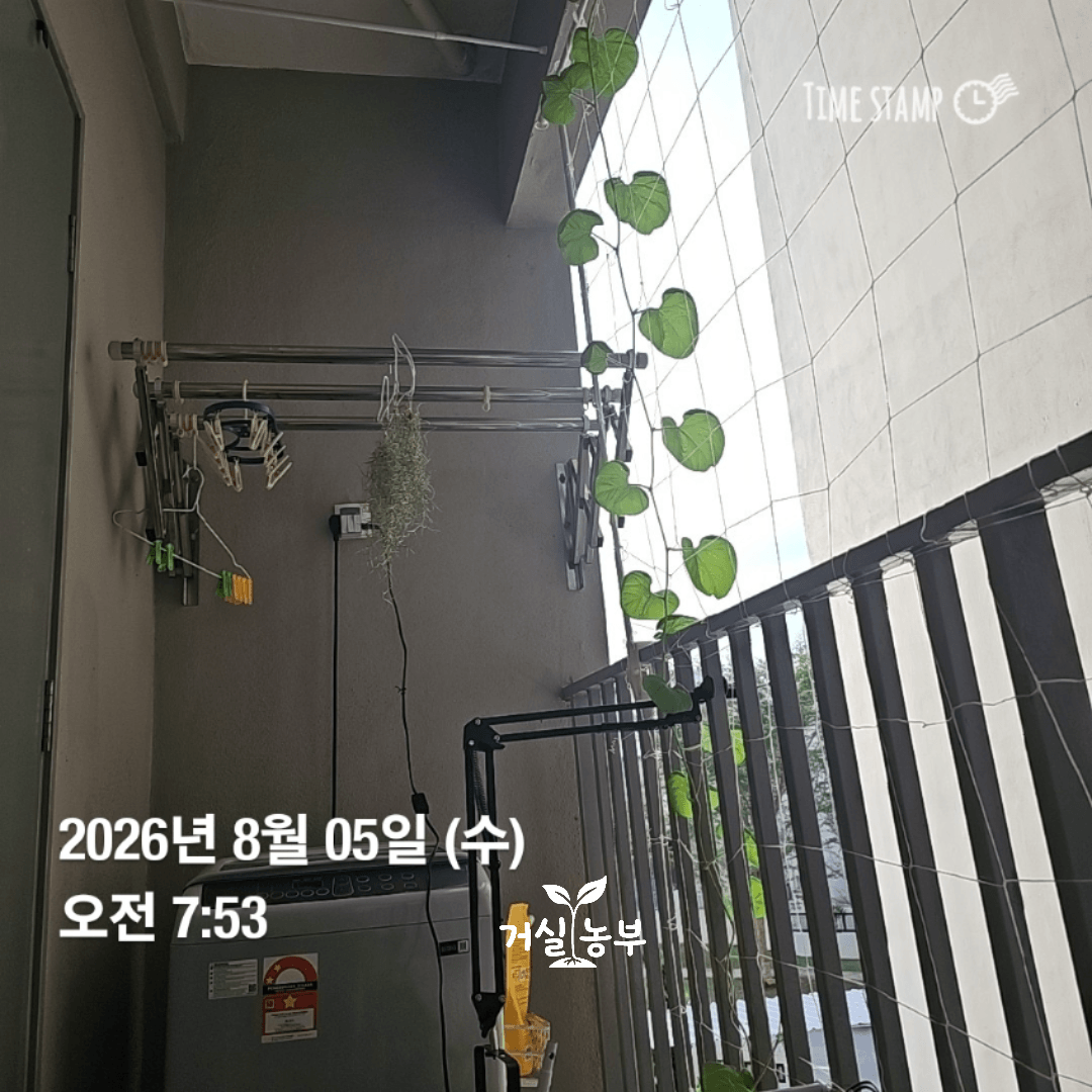베란다 그물망을 덩굴손으로 감고 자라는 허니듀
