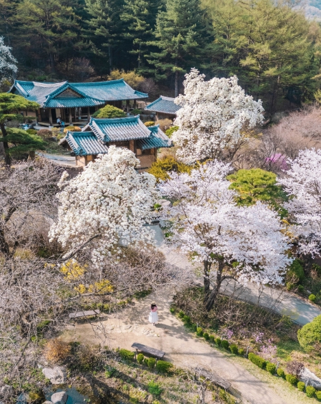 아침고요수목원 봄4