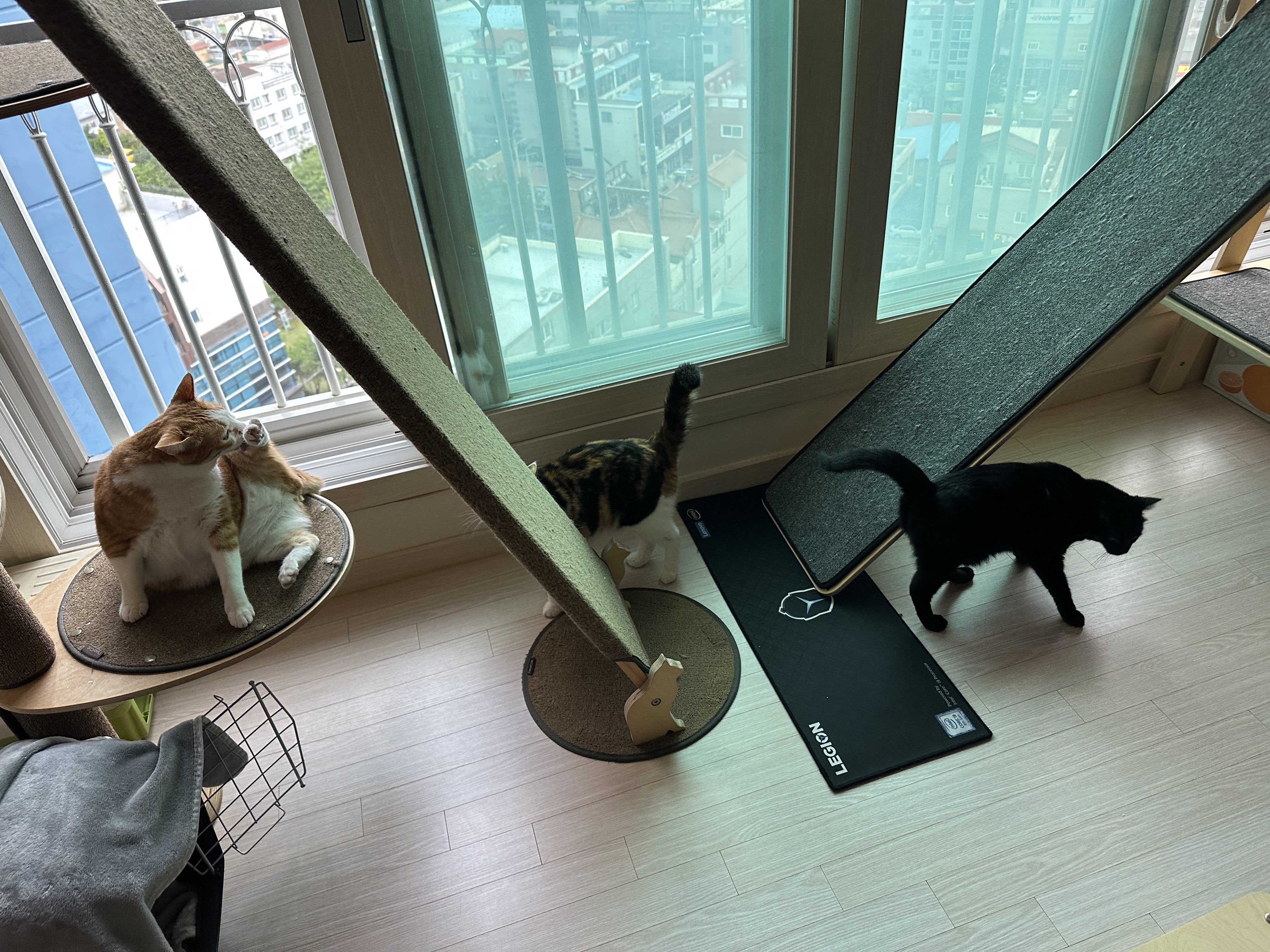 자다가_거실에_나온_고양이들_호야_요미_건이