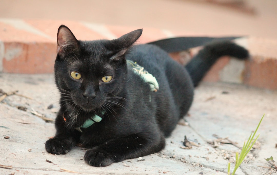 Harness