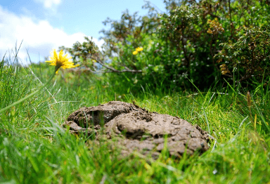 똥(대변)을 땅에 묻는 꿈해몽