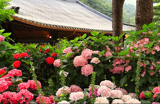 아침고요 수국 전시회
