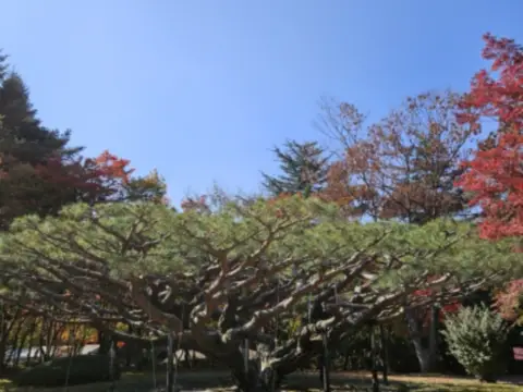 단풍명소-경주여행