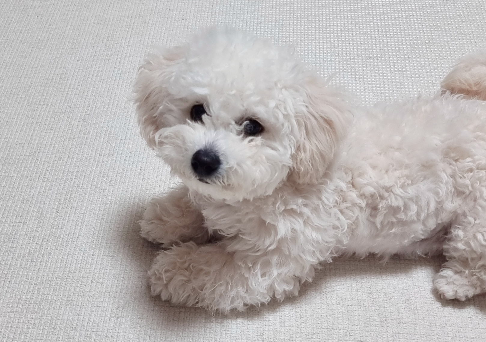 앉아있는 비숑 강아지