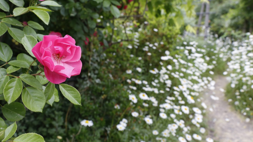 특색있고 아름다운 민간 정원 30선 추천 여행 - 22. 담양 죽화경