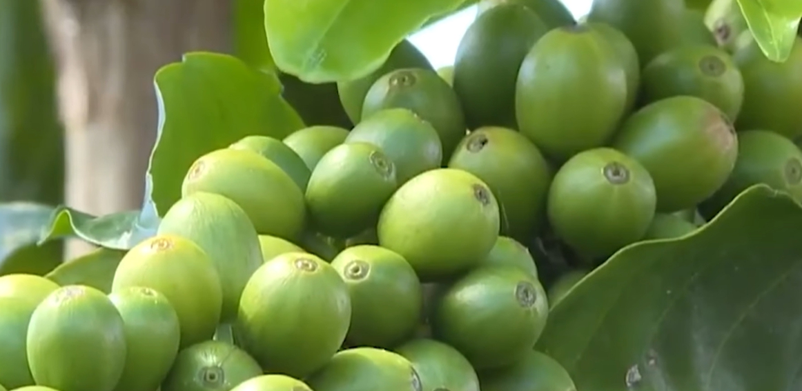 마카다미아의 효능