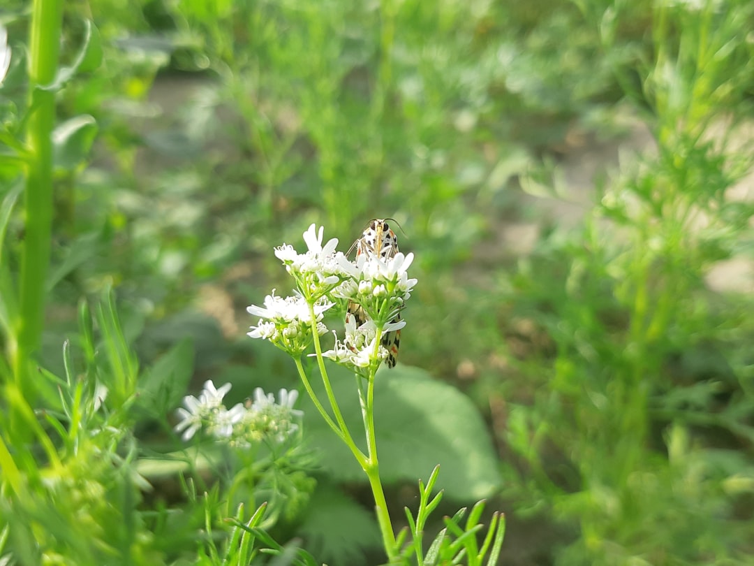 Identification