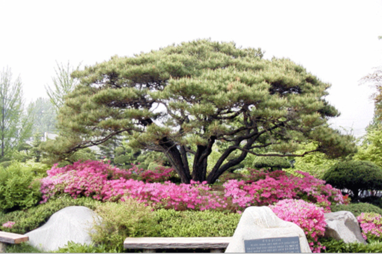 춘천지방법원을-상징하는-평청송이-서있다