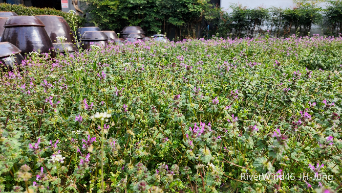 층층이꽃(Clinopodium chinense),꽃층층이