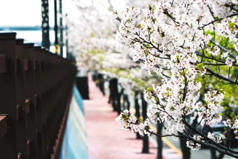 부산 벚꽃 명소 추천 숨겨진 뷰포인트_15
