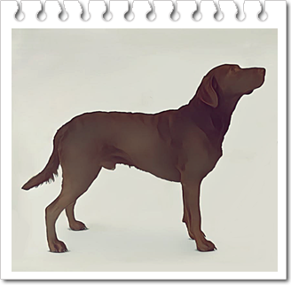 사냥견
체사피크 베이 리트리버 (Chesapeake Bay Retriever)