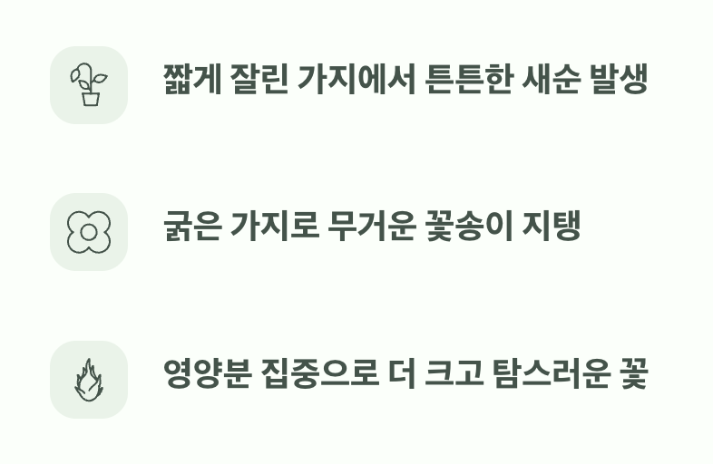 가지치기 후, 기대할 수 있는 놀라운 변화