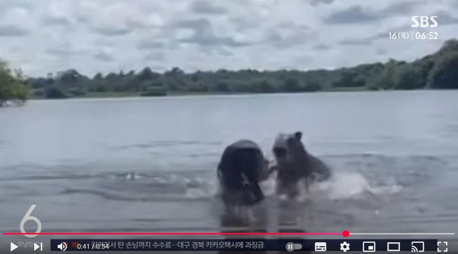 카피바라의 반전 모습