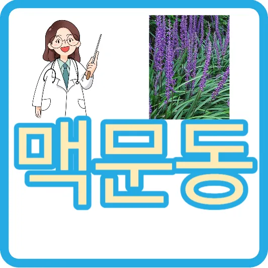 맥문동 효능 맥문동 먹는방법 맥문동 가루 차 열매 볶은 맥문동