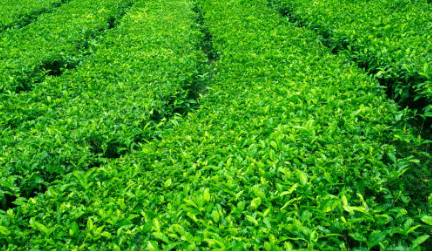 작두콩차 효능 10가지 부작용