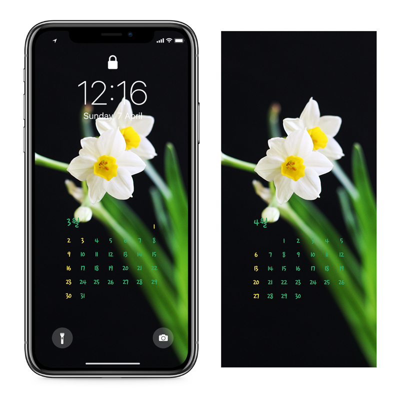 08 흰색 수선화 검정배경 AB - 2025년3월 아이폰달력배경화면
