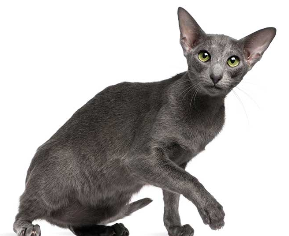 오리엔탈 짧은 머리 이미지