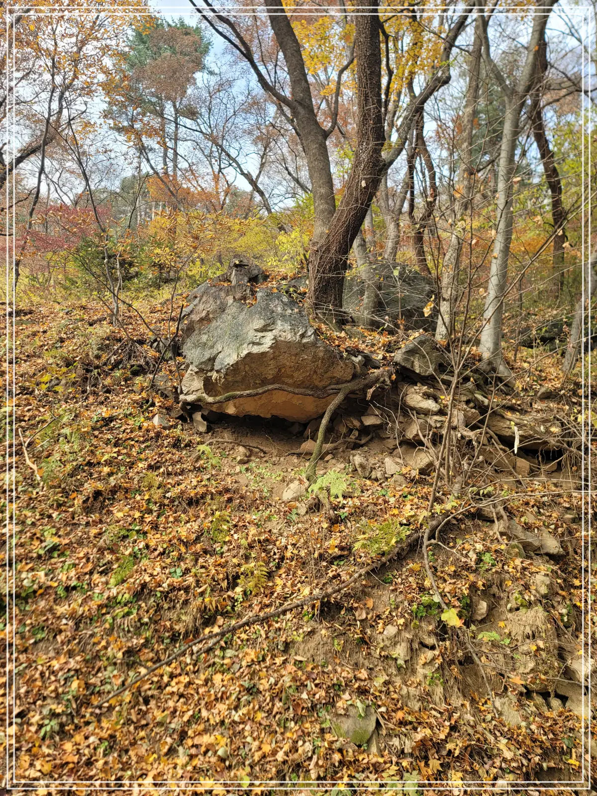 수종사-도로-나무뿌리-바위