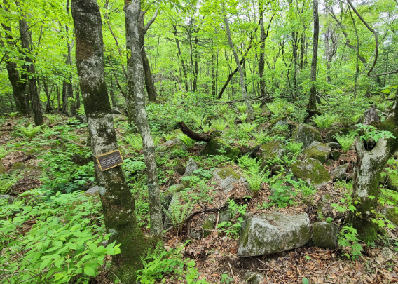 곰배령 여행 예약하기 등산코스 알아보기