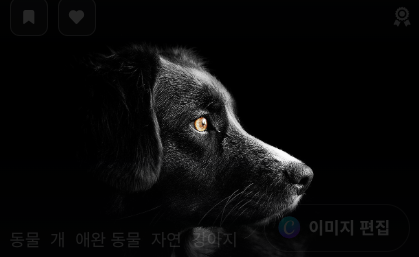 피부병 관리용 추천 제품 관련 사진
