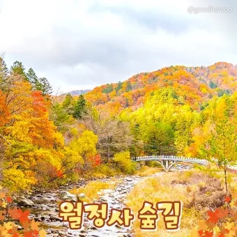 평창 가볼만한곳 베스트10 대관령 양떼목장 허브나라 드라이브_12