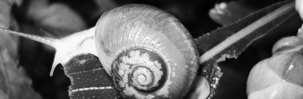 달팽이 키우기: 달팽이 번식