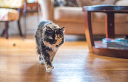 같은 곳을 돌아다니는 고양이.