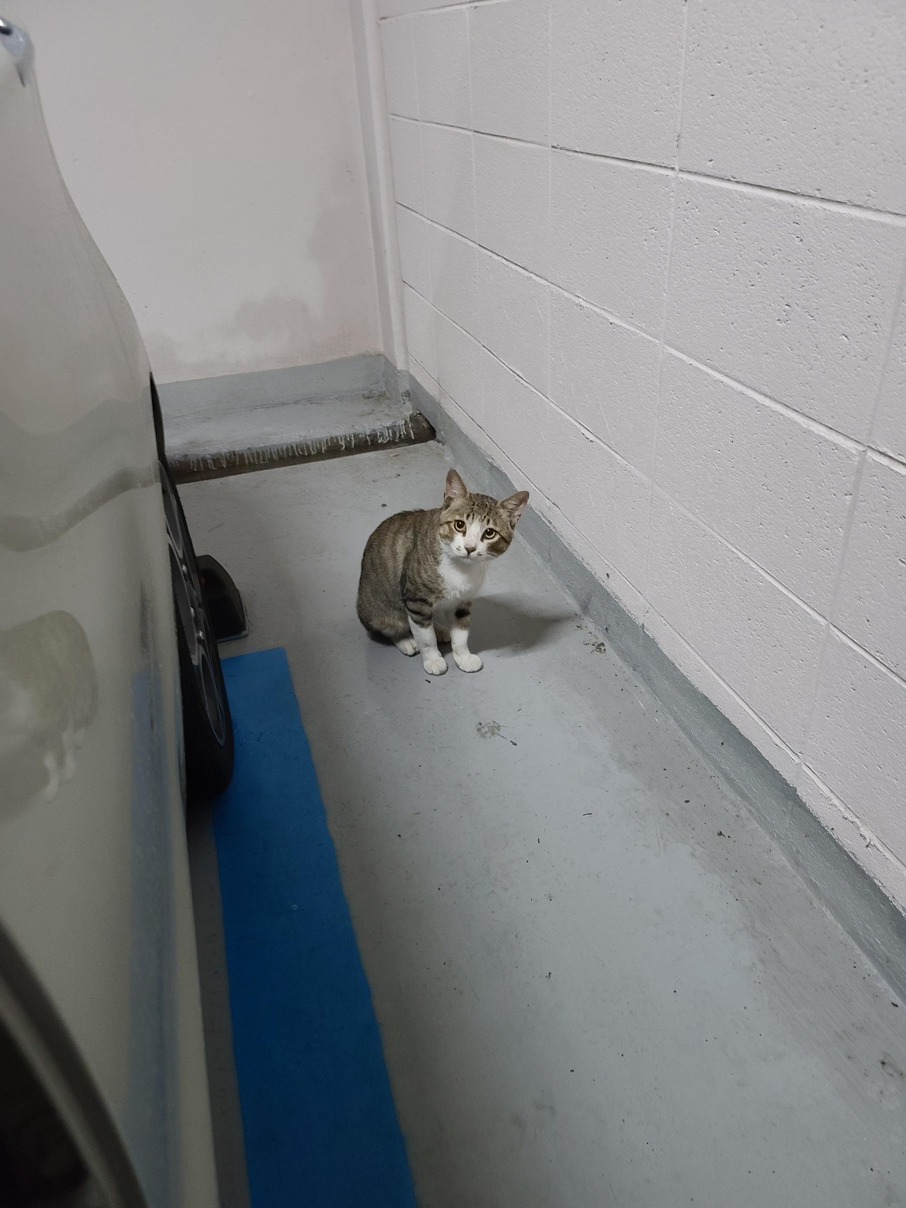 요즘 꾸준히 만나는 길아이. 아프지말고~차조심! 사람조심!