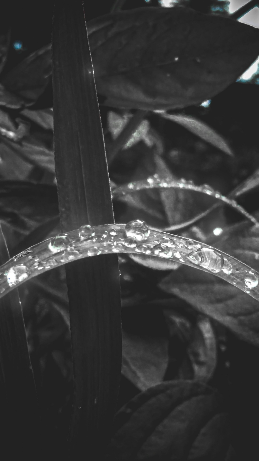 빗방울 배경화면 스마트폰 이미지 사진 그림 모음집