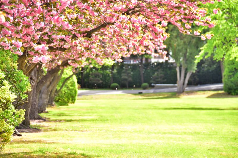 부산 겹벚꽃 명소 부산 유엔공원