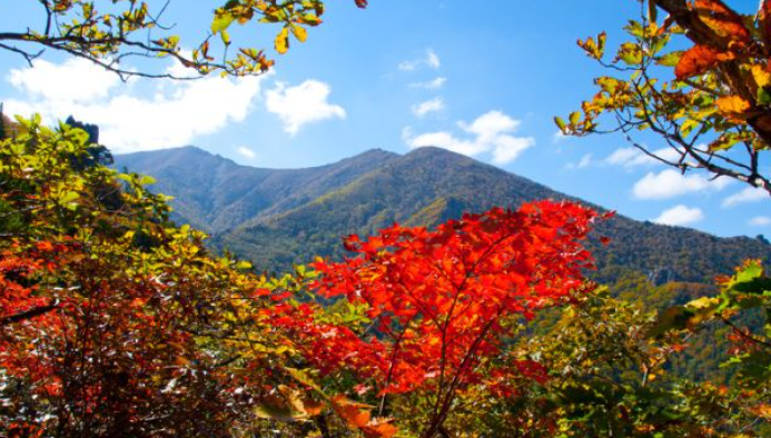 강원도 2025 단풍 산행 추천 코스 ❘ 설악산·오대산·치악산 절정 시기 안내